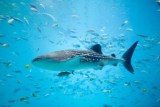 Visitas guiadas de snorkel